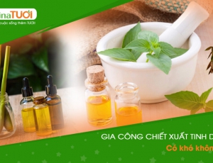 Gia công chiết xuất tinh dầu