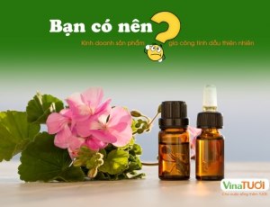 Kinh doanh sản phẩm tinh dầu thiên nhiên