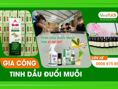 Gia công tinh dầu đuổi muỗi có hương nào?