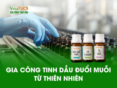 Gia Công Tinh Dầu Đuổi Muỗi Từ Thiên Nhiên – Hiệu Quả Và An Toàn