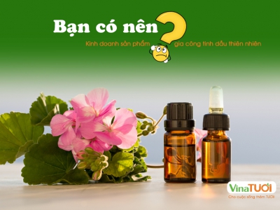 Kinh doanh sản phẩm tinh dầu thiên nhiên