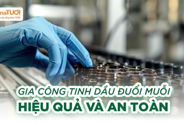 Gia công tinh dầu đuổi muỗi từ thiên nhiên – Hiệu quả và an toàn