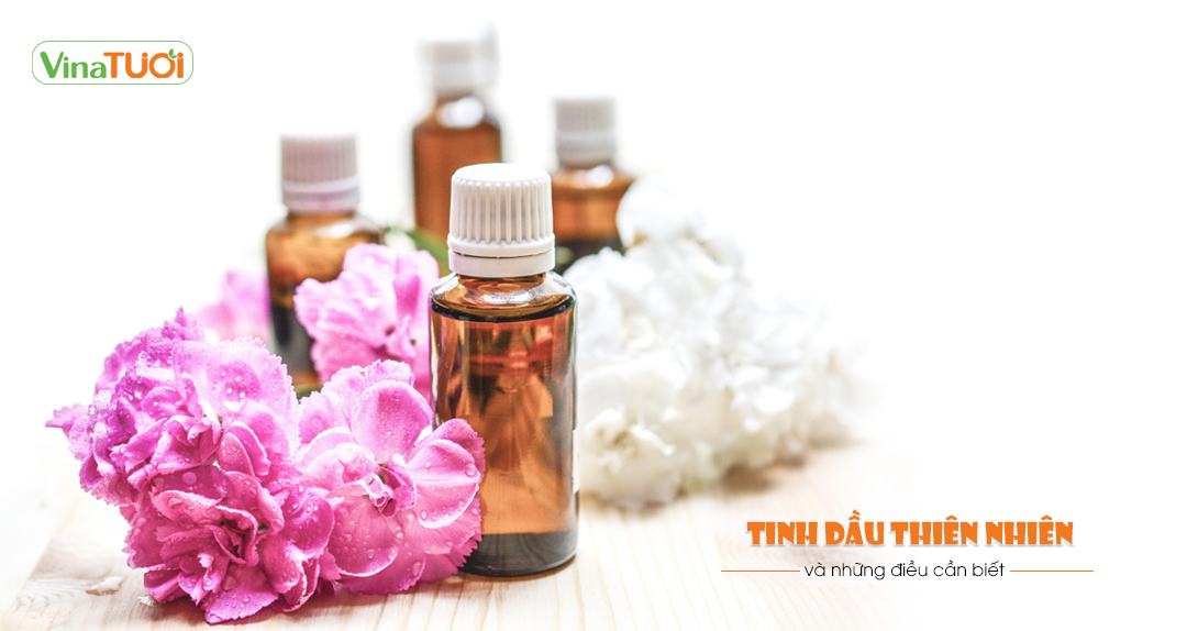 Tinh dầu thiên nhiên và những điều cần biết