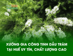 vina tươi xưởng gia công tinh dầu tràm tại Huế Uy Tín chất lượng cao