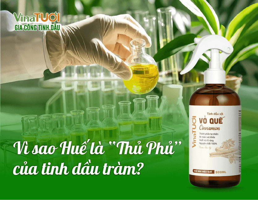Vì sao Huế là thủ phủ của tinh dầu tràm