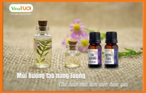Kinh doanh tinh dầu Vina Tươi