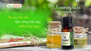 Nhu cầu gia công tinh dầu ngày càng tăng