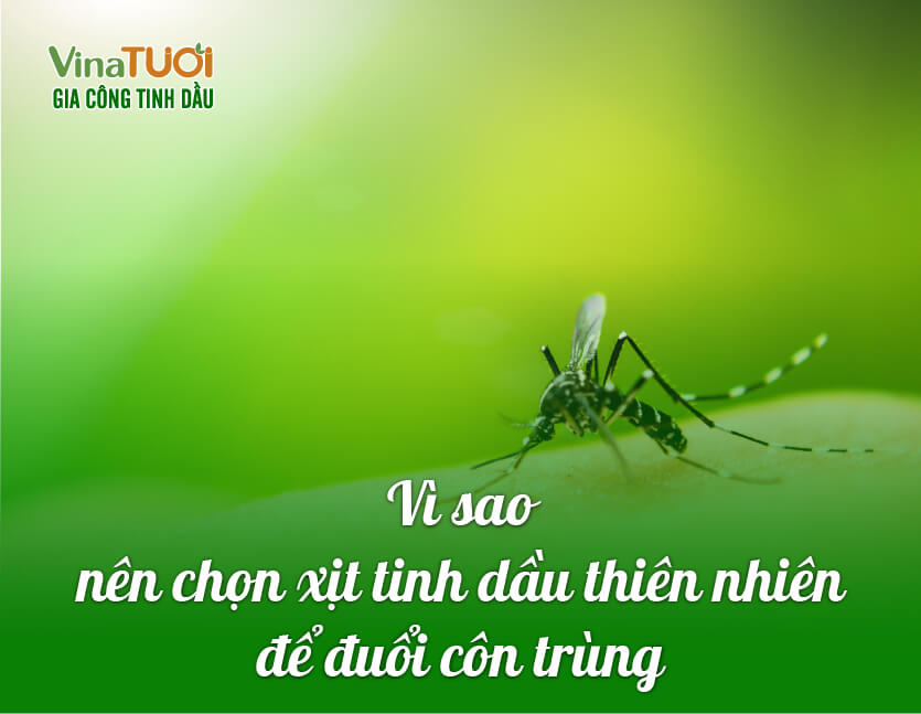 Vì sao nên chọn tinh dầu thiên nhiên để đuổi côn trùng
