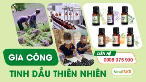 Vina Tươi chuyên nhận gia công tinh dầu đáp ứng mọi nhu cầu của khách hàng