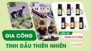 Vina Tươi - Nhà máy Gia công Tinh Dầu: Đối tác tin cậy cho doanh nghiệp của bạn